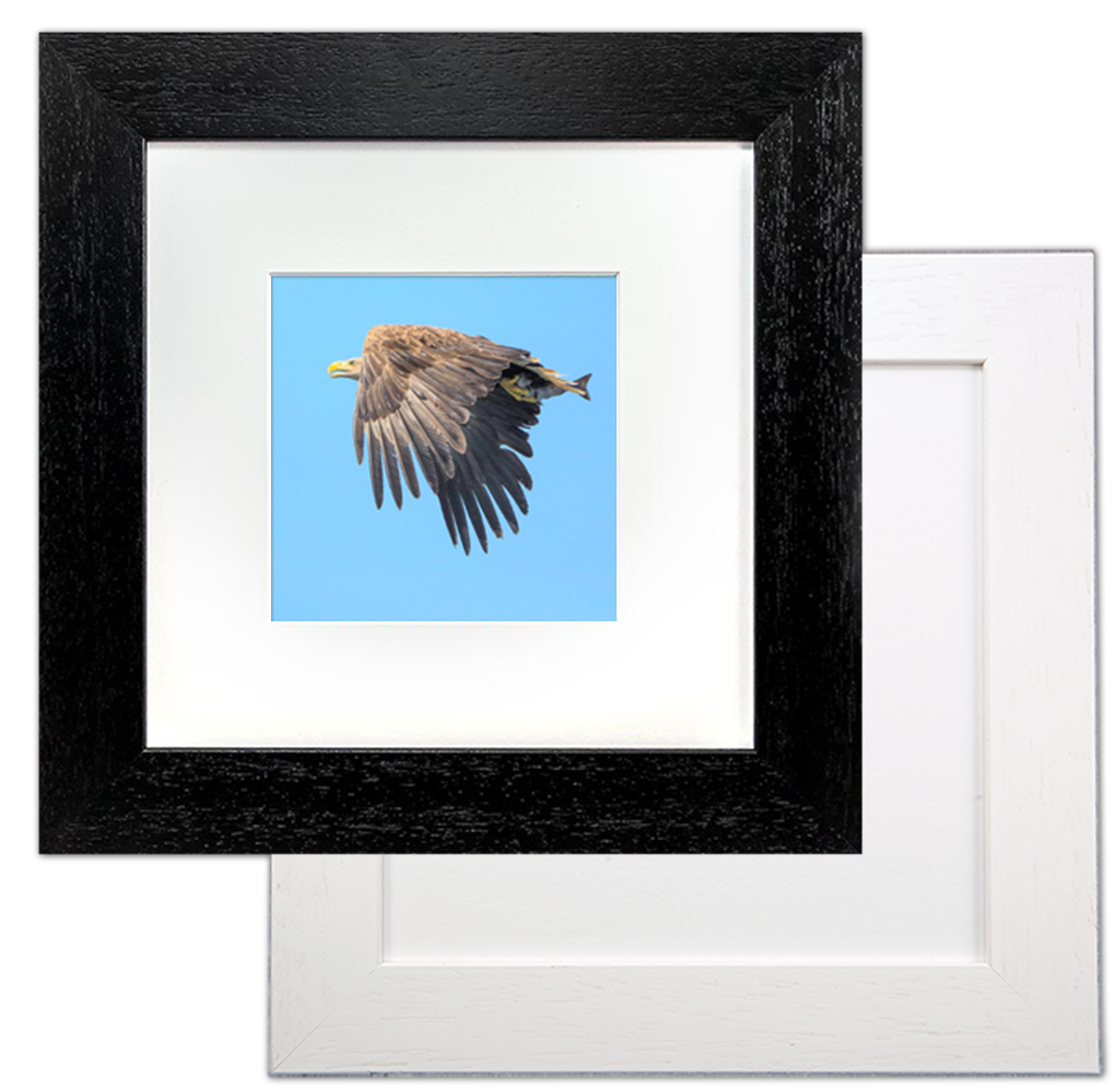 White-Tailed-Sea-Eagle-Framed-Print-ZB-03-5x5-2-2774-p