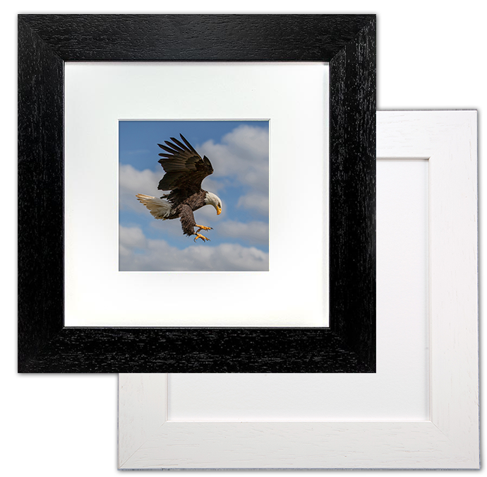 bald-eagle-framed-print-fb-11-5x5-2-7925-p